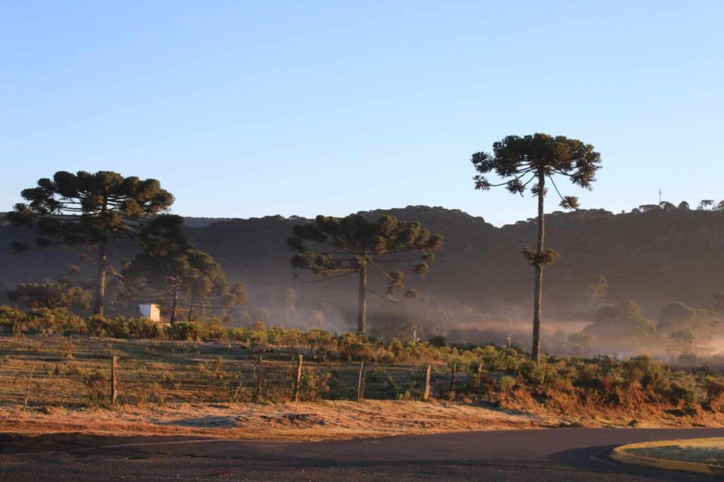 SÃO JOAQUIM